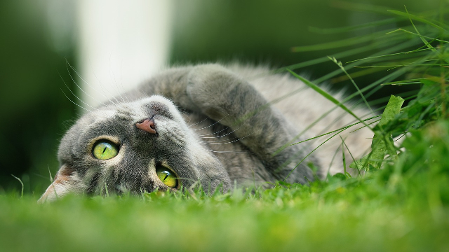 Chat couché dans l'herbe